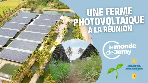 Des panneaux solaires qui font pousser nos légumes 🌽