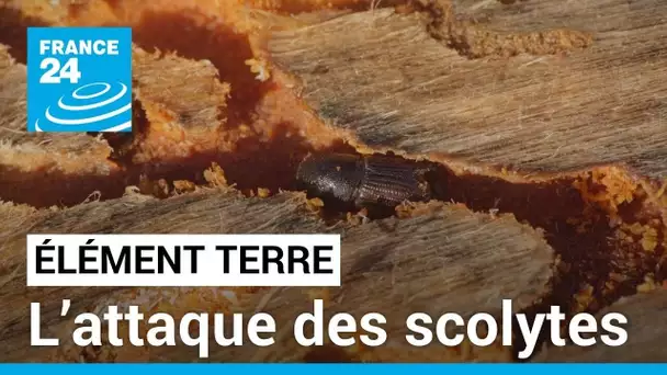 Un an après les incendies de Gironde, l’attaque des scolytes menace la forêt • FRANCE 24