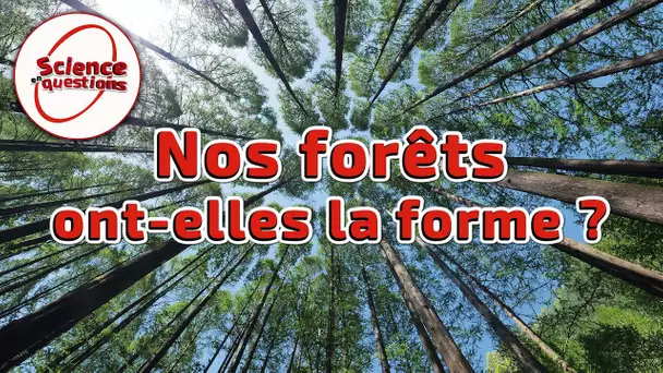 Nos forêts ont-elles la forme ? - Science En Questions
