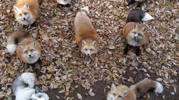 Découvrez le village le plus mignon du Japon