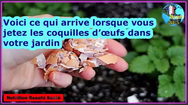 Voici ce qui arrive lorsque vous jetez les coquilles d’œufs dans votre jardin|Nutrition Beauté Santé