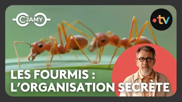 Les fourmis : une organisation secrète ! - Le monde merveilleux des animaux terrestres - C Jamy