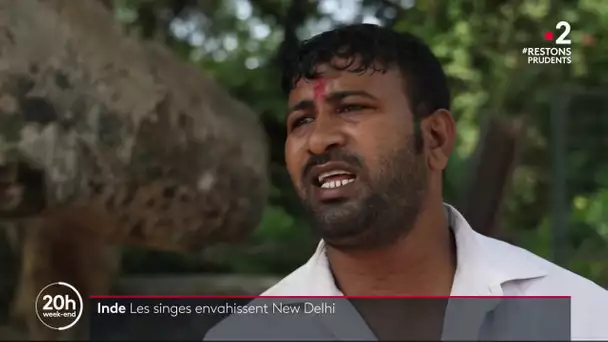Inde : les singes envahissent New Delhi