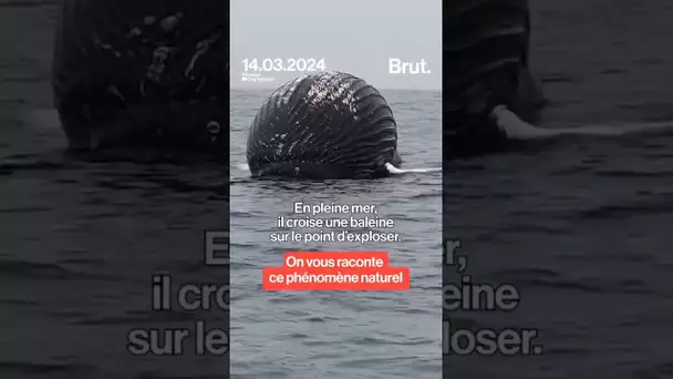 Il croise une baleine sur le point d'exploser