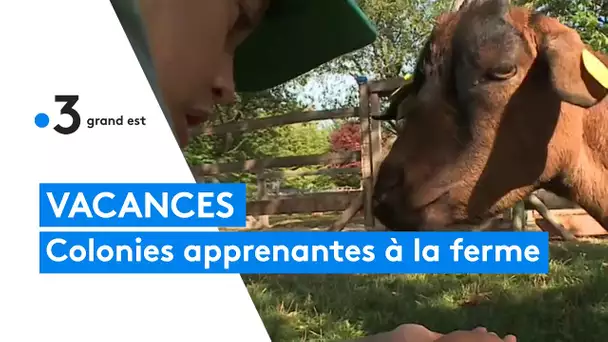 Vacances apprenantes : une colonie studieuse à la ferme