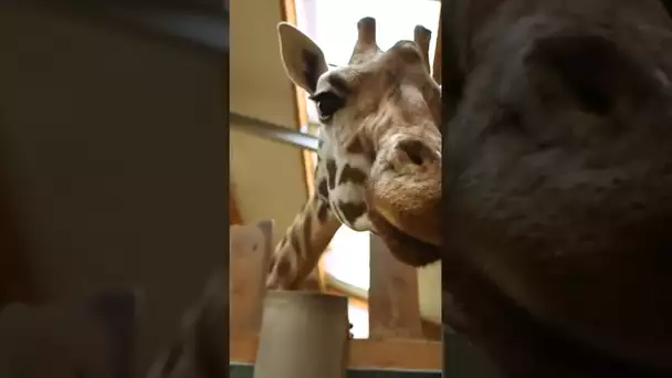 quel record détiennent les girafes ? regardez !  #short