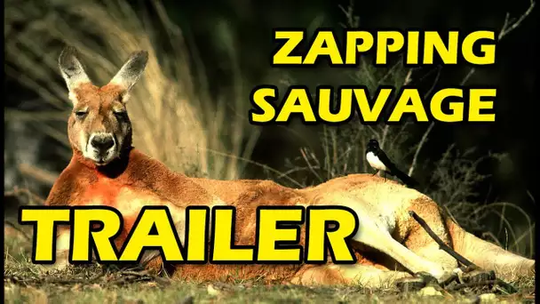 ZAPPING SAUVAGE - TRAILER