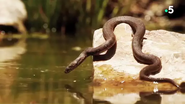 L&#039;accouplement des serpents, tellement glamour - ZAPPING SAUVAGE