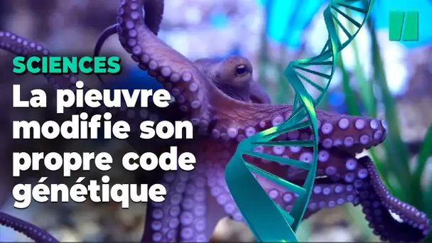Pour survivre au froid, la pieuvre modifie son code génétique!