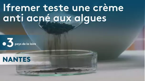 Ifremer teste une crème anti acné aux algues