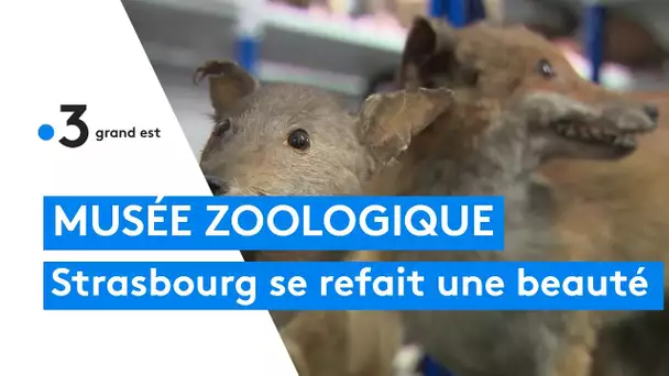 Le musée zoologique de Strasbourg se refait une beauté