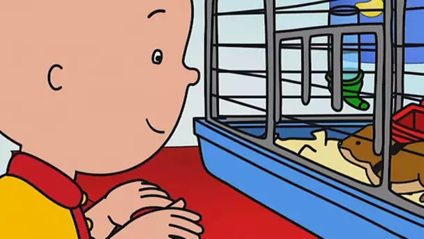 Caillou et le Hamster | Caillou | WildBrain Enfants