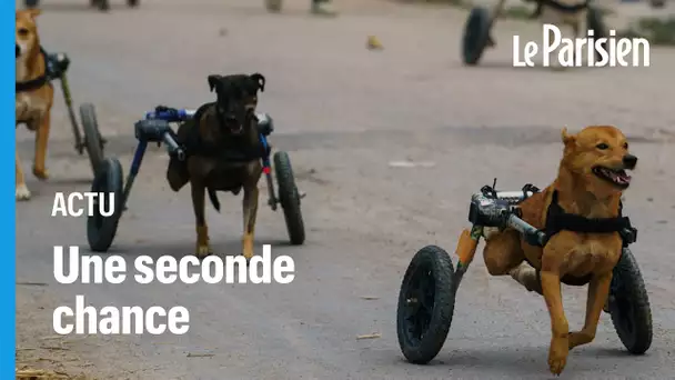 Thaïlande : des chiens paralysés retrouvent le plaisir de courir