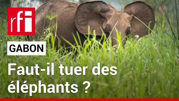 Gabon : faut-il tuer des éléphants ? • RFI