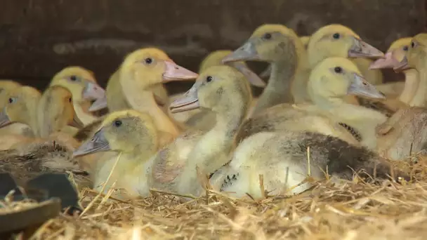 Grippe aviaire : retour timide des canetons dans les élevages