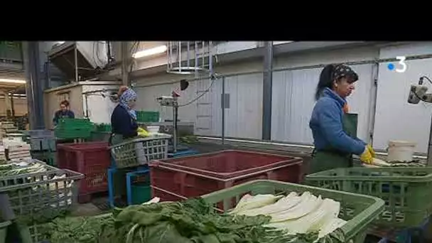 Dans le Var, la culture des blettes a commencé