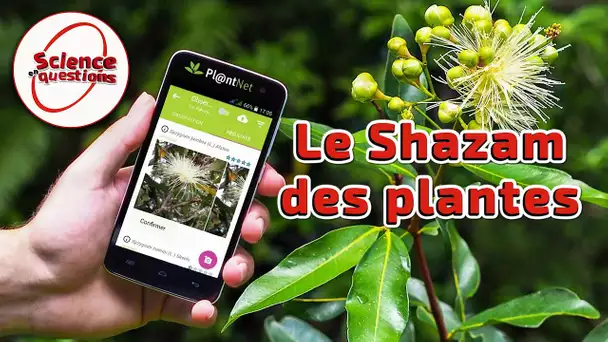 PlantNet : le Shazam des plantes ! - Science En Questions