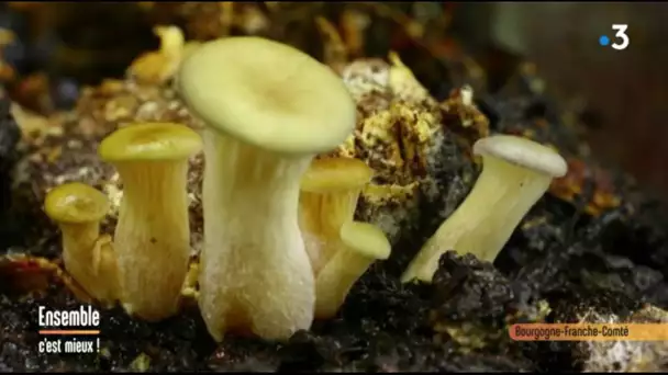 Haute-Saône : Cuisiner les champignons avec le chef du Château de Vauchoux