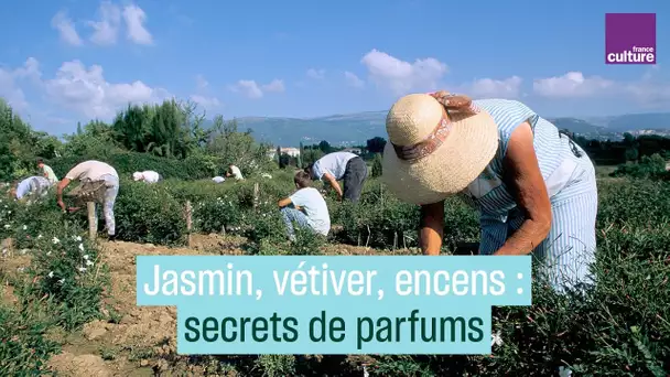 Jasmin, encens, vétiver : secrets de parfums