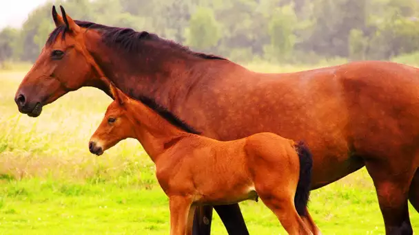 Les animaux de la ferme : Le Cheval