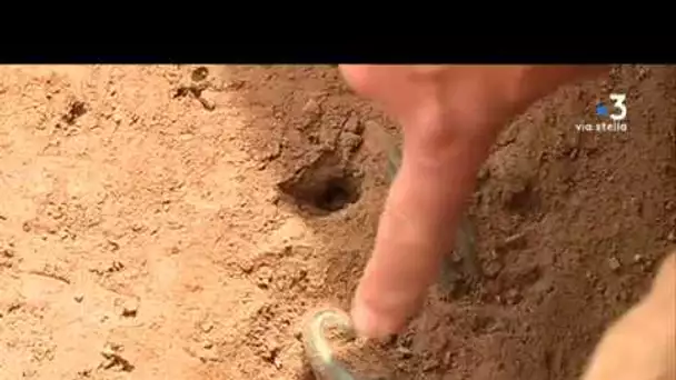 Aleria : une tombe étrusque ouverte par les archéologues