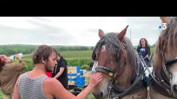 LOT | des vendanges au rythme du cheval