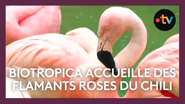 Biotropica accueille des flamants roses du Chili