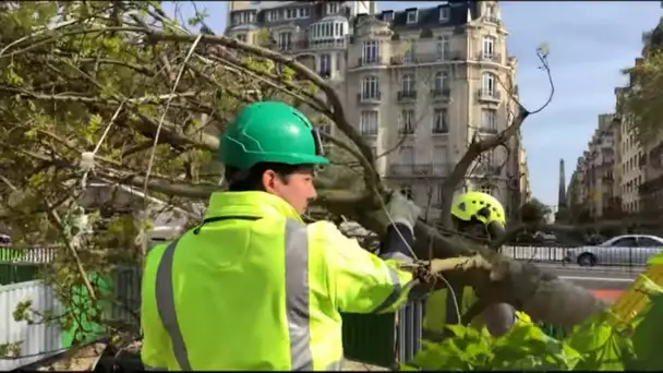 La folie des espaces verts : plus de verdure, mais à quel prix ?