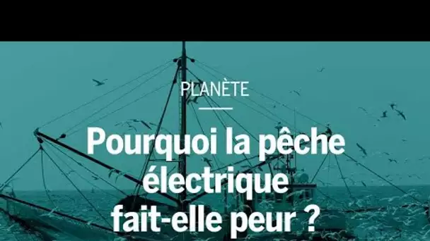 Pourquoi la pêche électrique fait peur