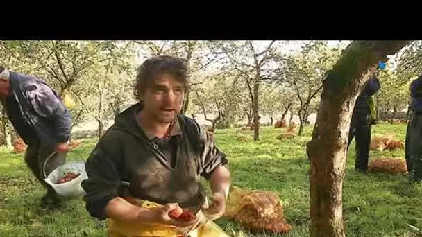 Récolte de pommes : Mathieu La Saux cherche des fruits du terroir pour des cidres de caractère