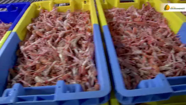 Pêche : Lorient en pince pour la langoustine durable