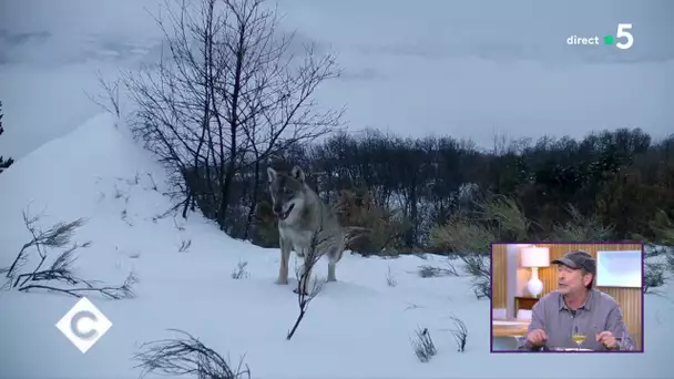 « Ma vie avec les loups » - C à Vous – 09/01/2020