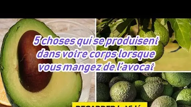 pourquoi manger de l&#039;avocat ? Les médecins expliquent ses 5 bienfaits