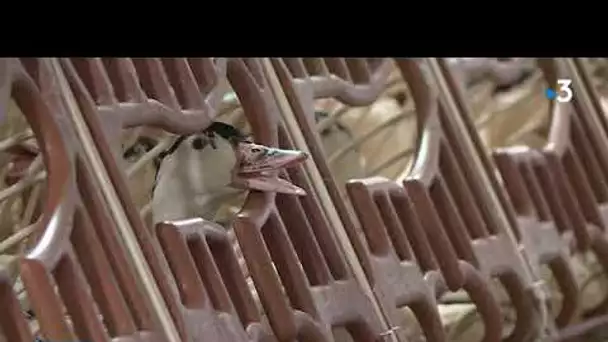 Tarn : privés de foires et  salons, les producteurs de foie gras sont inquiets avant les fêtes