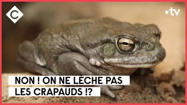 La bave du crapaud - Infos Express - C à vous - 10/11/2022