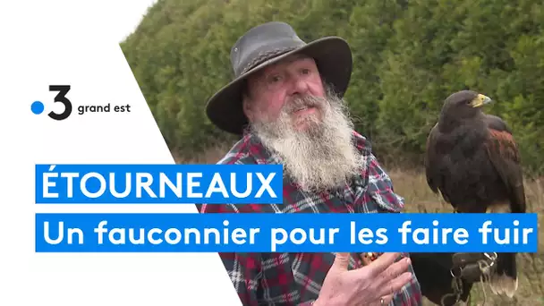 Un fauconnier pour faire fuir les étourneaux installés à Fère-Champenoise dans la Marne