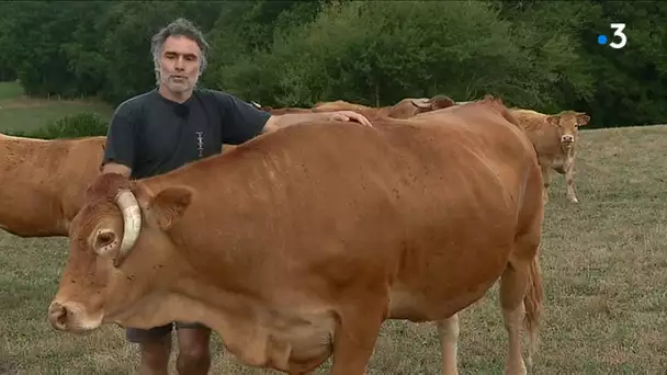 Creuse : toujours la sécheresse, et des cultures à repenser