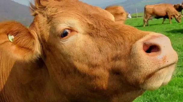 Le lait chocolaté ne provient pas de vaches marrons !