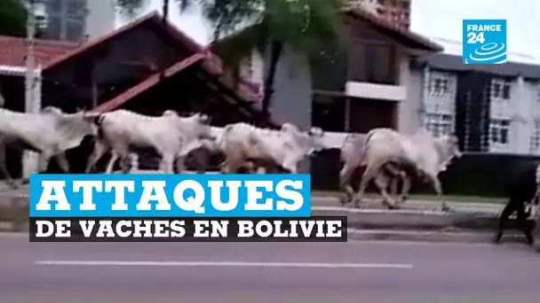 Des attaques de vaches en Bolivie
