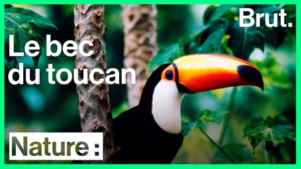 Pourquoi les toucans ont un gros bec ?