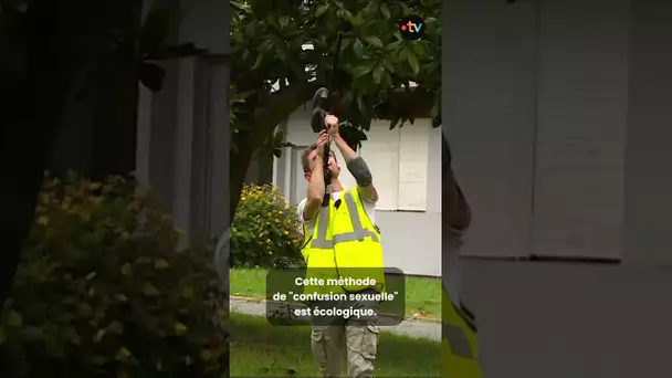 🐛🌲 À Pau, on tire au paintball… pour protéger les arbres des chenilles processionnaires