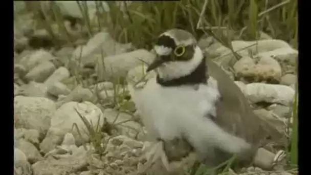 Petites histoire naturelles - Elever des jeunes