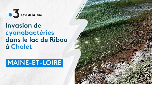 En Maine-et-Loire, le lac de Ribou pollué par des cyanobactéries