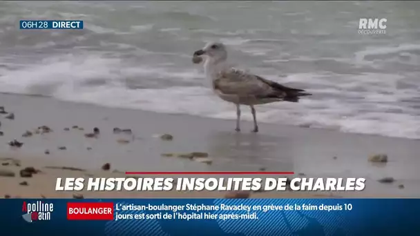 Cette année, le championnat du monde du cri de la mouette se déroulera en visio