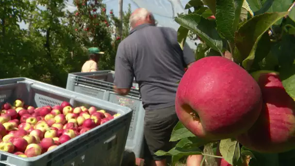 Agriculture : manque main-d'oeuvre pour la récolte des pommes à Secondigny dans les Deux-Sèvres