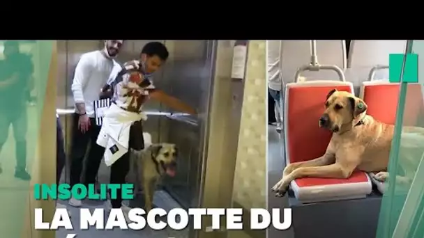 À Istanbul, ce chien errant est la star des transports en commun