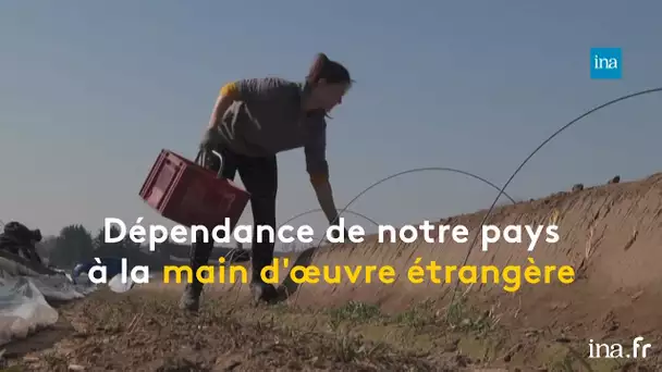 Les champs français, dépendants des ouvriers étrangers | Franceinfo INA