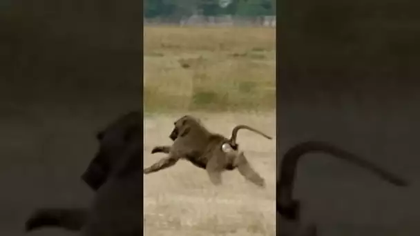 Les babouins sont querelleurs et batailleurs
