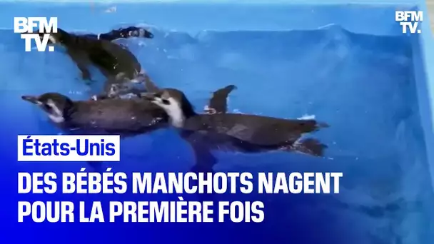 États-Unis: des bébés manchots nagent pour la première fois à l'aquarium de Chicago