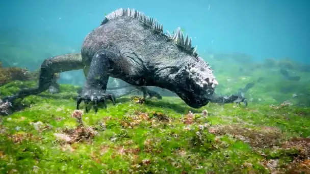 Des iguanes nagent sous l&#039;eau ! - ZAPPING SAUVAGE